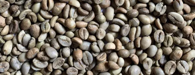 Robusta Grade 2 Temanggung balanced spicy full body green coffee beans for espresso blends