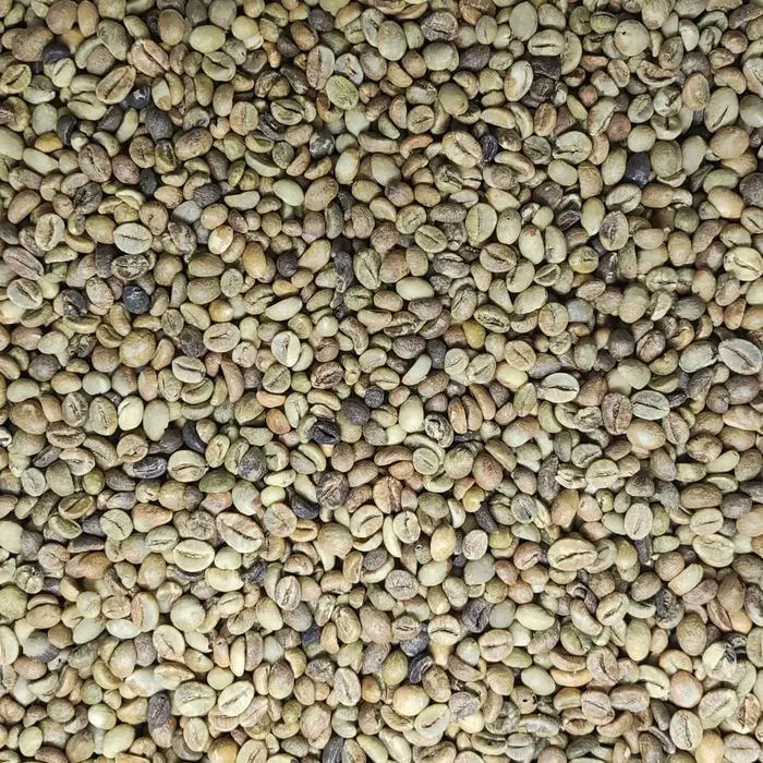 Lampung Robusta Grade 3 classic earthy reliable commercial green coffee beans for blends