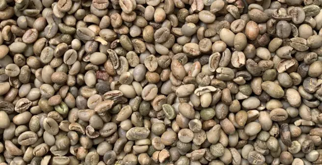 Robusta Grade 3 Temanggung commercial woody bitter cocoa green coffee beans for consistent blends