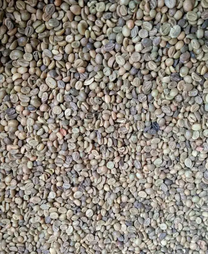 Lampung Robusta Grade 4 rustic heavy bold character industrial green coffee beans