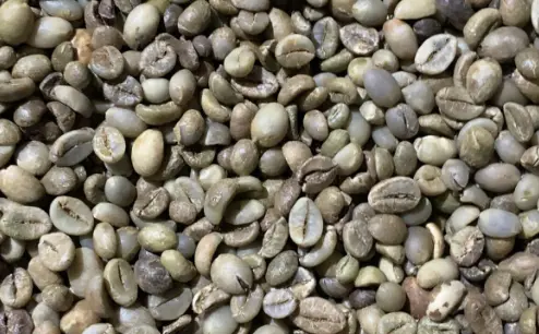 Robusta Grade 4 Temanggung rustic earthy heavy body bulk industrial green coffee beans